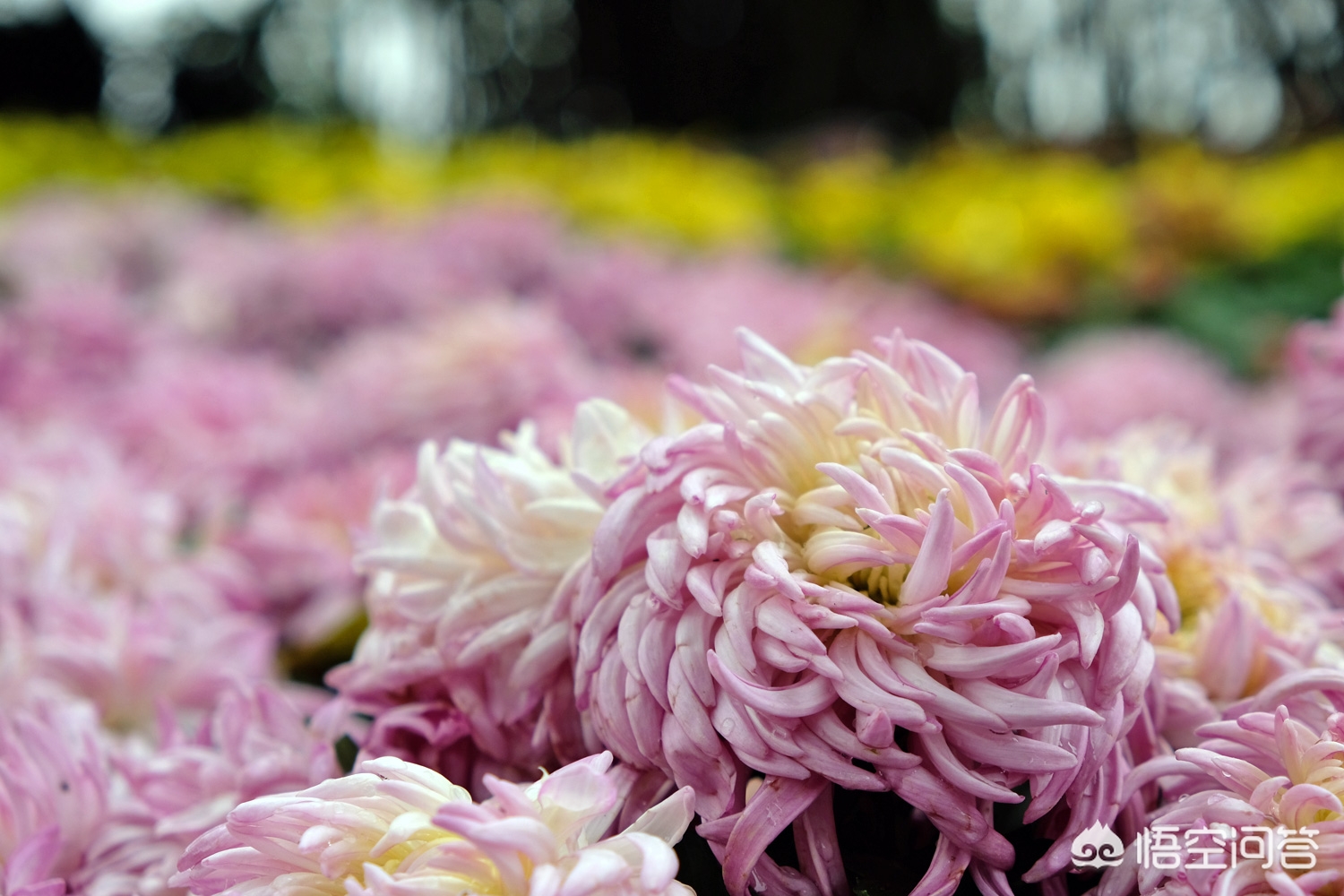 重庆菊花怎么样