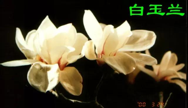 武汉市的市花是什么？