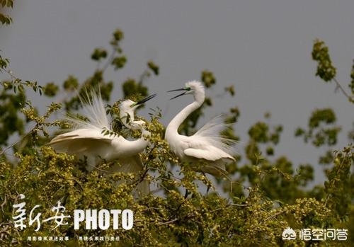 合肥市庄墓村是哪个区的