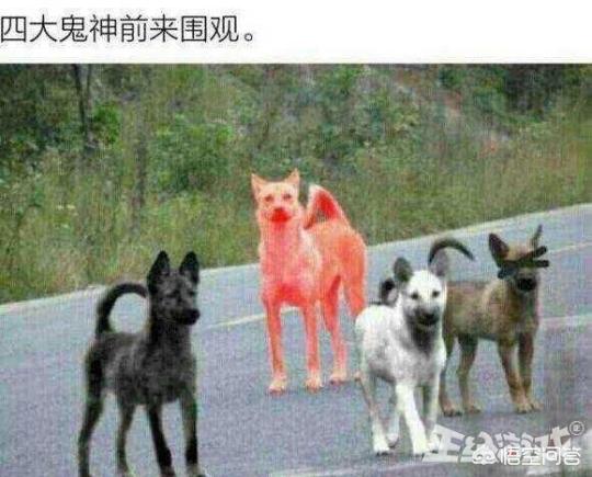 [红狗]红狗是美国牌子么？