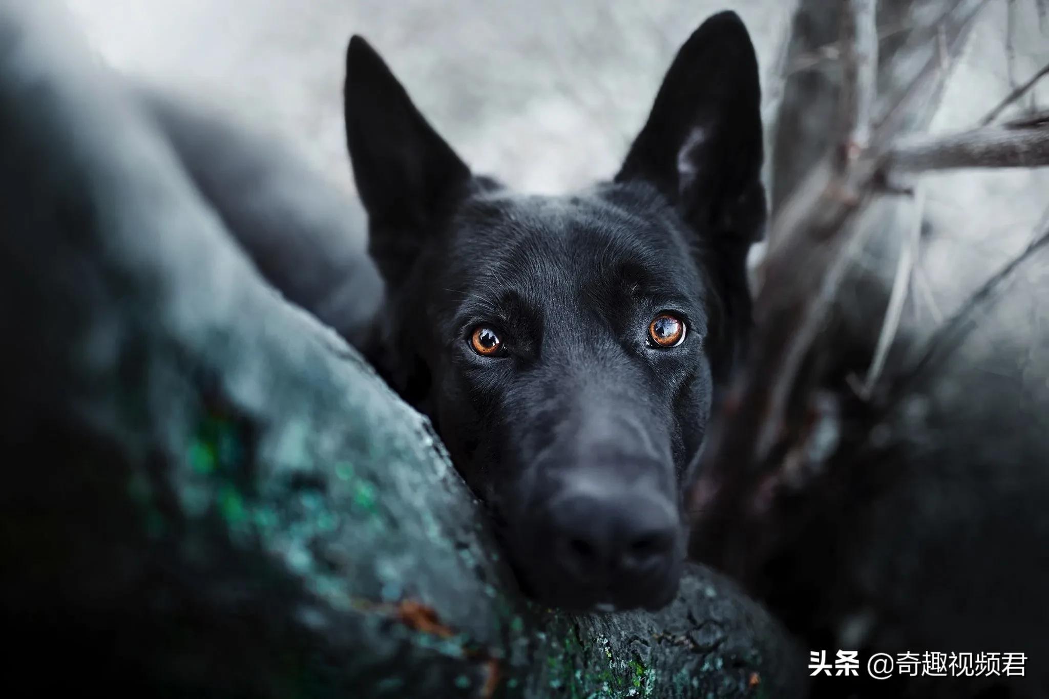 新澳最新版精准特和男童被犬只撕咬下体与