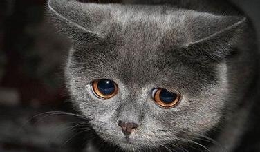 猜猜这些忧郁的猫都在想什么