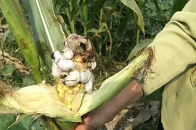 玉米地里的“黑黑菌”，可遇不可求，遇到别扔了，不懂太可惜图片