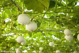 甜瓜早春栽培技术，及田间管理，掌握好这几步高产并不难图片