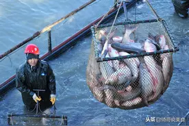 买鱼时，懂行人专挑4种鱼，深海鱼油丰富，纯野生无养殖，放心吃图片