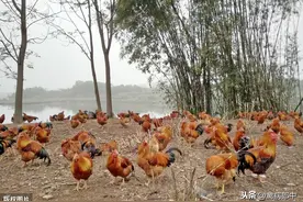 怎么养鸡长得快，最科学有效的养鸡方法是什么图片