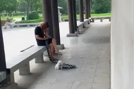 看见女子用粗链子拴着比熊，感觉到很心疼，凑近后放下心来图片
