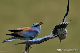 蓝胸佛法僧图片