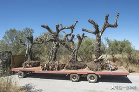 用什么方法可以让大树自然死掉？这4种方法很实用，哪4种？图片