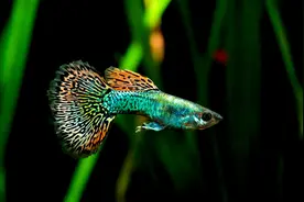 孔雀鱼好养活？确实是的，只要你这么养，一年就能养到爆缸图片