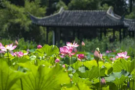 荷塘月色-武国财图片