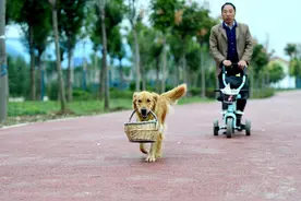 可爱狗狗会叨着篮子捡垃圾，有人出7000元想买走，主人说想都别想图片