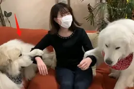 150多斤的大白熊犬，撒娇要女生抱抱，忘记自己长大了吧图片