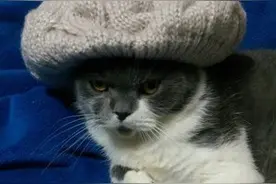 猫咪半夜找主人踩奶，踩着踩着眼神变凶狠，主人只敢呆坐不敢动弹图片