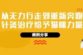 瑞派病例分享 | 双后腿瘫痪的矮脚猫，如何重新站立自由奔跑？图片