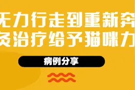 瑞派病例分享 | 双后腿瘫痪的矮脚猫，如何重新站立自由奔跑？图片