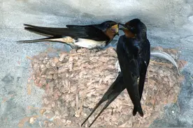 燕子不来家里筑巢，是真的嫌贫爱富吗？原来是这几点没有做到图片