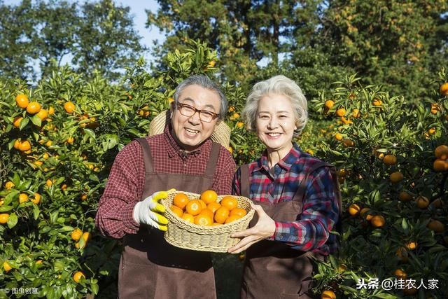 柑橘为什么容易出现中微量元素缺乏？ 怎样矫治柑橘缺素症呢？