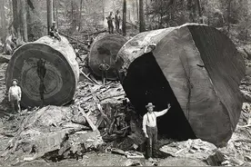 百年前美国伐木工人老照片，工人砍倒巨型古树来炫耀显得很渺小图片