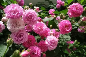 藤本月季“爆花”进行时，施肥区别对待，苗壮花多图片