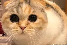 折耳三花猫，还是只小短腿，你说可爱不可爱？图片