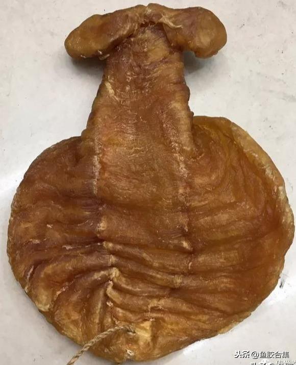 墨西哥花胶品种 2026年墨西哥花胶品种大全