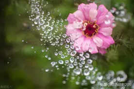 散文欣赏：陈宝璐作品｜秋雨 总让人沉醉图片