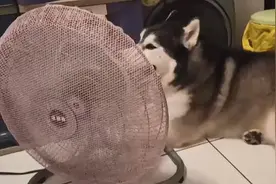 夏天超多主人买的狗狗冰垫，真的有用吗？图片