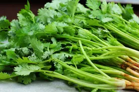 “因为一根香菜，我们分手了”！为什么有人讨厌香菜？和身体有关图片