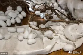 蚕茧出售后该怎样对蚕房、蚕具消毒？“扫烧浸熏晒”一个都不能少图片