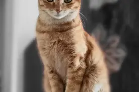 猫姐姐轻功了得，猫弟钻墙角受阻图片