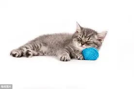 没时间陪伴猫给它们买玩具？别傻了，它们要的不是玩具图片