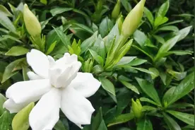 美丽的野花，却不知还能当野菜吃，关键有很多作用，市场前景可观图片