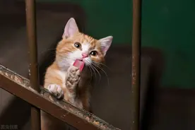 猫咪走丢思念主人吗？经历过的人：想太多！知道回来就谢天谢地了图片