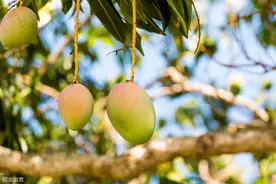 路边的绿化芒只能观赏不能吃图片