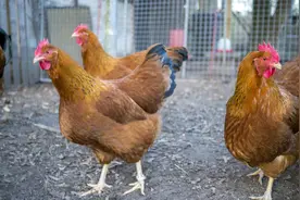 鸡咳嗽、呼吸急促怎么回事？鸡瘟特效药帮你解决难题，养鸡人快看图片