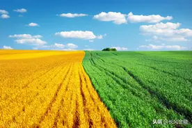 大北农、通威股份、登海种业、通威股份，谁是农业真机会老大？图片