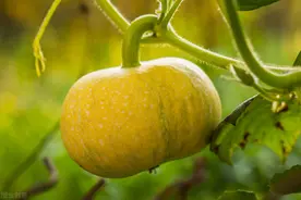 南瓜开满花，却不结瓜，菜农白高兴一场，解决的办法有哪些？图片