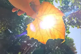 《沐浴阳光》图片