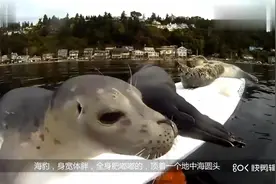 海豹拉着潜水员手要抓痒痒，海豹往后一躺他才懂视频封面
