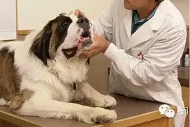 如何照顾怀孕期和哺乳期的母犬及幼仔图片