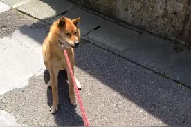 想趁散步带狗狗去医院打预防针，结果才走到半路就被发现了图片