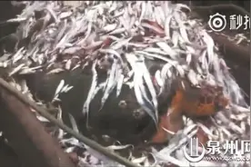 将海龟温柔放生 泉州“番薯腔”船长你在哪儿图片