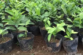 盆栽柠檬盆景的栽培技术图片