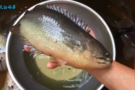 被当做宠物饲养的过山鲫，没想到长成巨鱼！