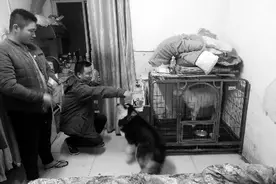 小伙河边捡羊 求认领！图片