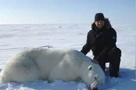 加男子情迷北极熊 投身保护工作图片