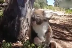 实拍雌考拉拒绝雄性求爱 被踢落树下凄厉大哭图片