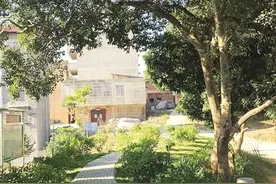 南宁村屯绿化带来新变化：种花又种果 美丽还创收图片