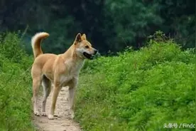 中华田园犬很差吗！图片